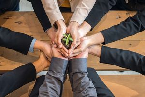 A group of people holding to support the little tree by hands